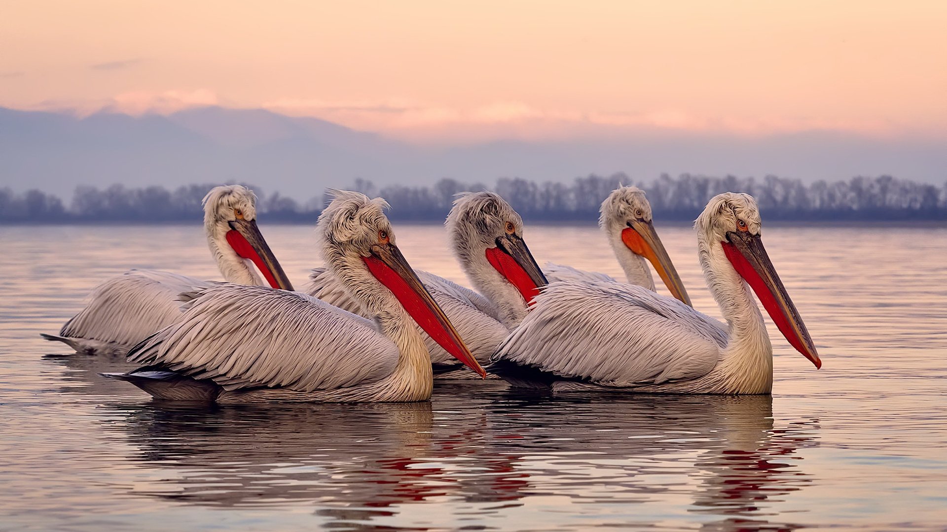 _东京国际公开赛:亚洲新星崭露头角_,东京赛事安排表