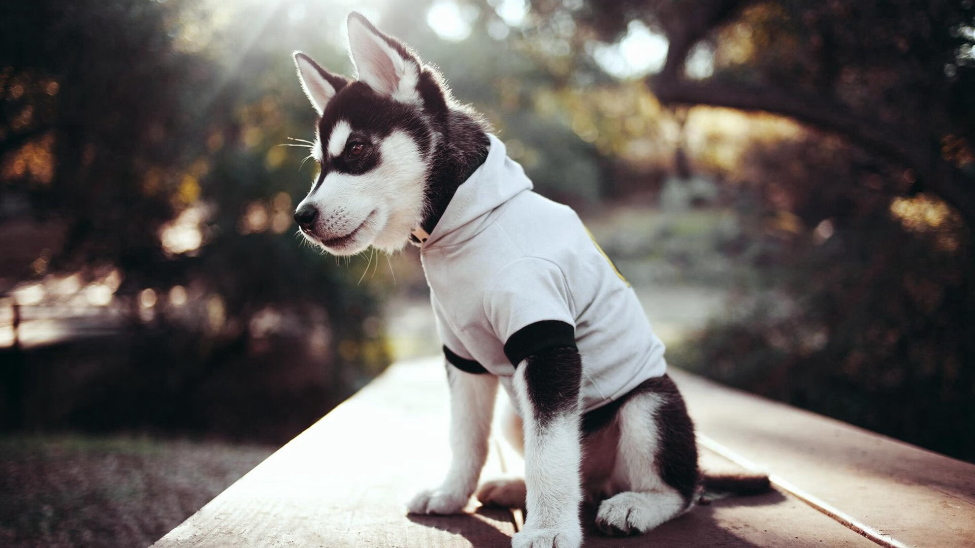 _绿军加时逆袭,塔图姆斩获35分_,5年1.95亿!塔图姆与绿军提前续约