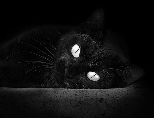 熊猫体育网站入口-_鹈鹕实力提升，逐步逼近前列位置_，鹈鹕科普