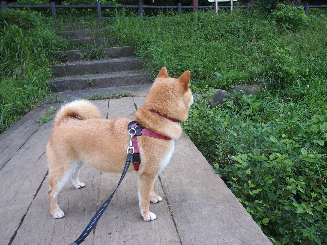 三分火力全开:北京队三分命中率突破42%!,三分大赛命中率最高的