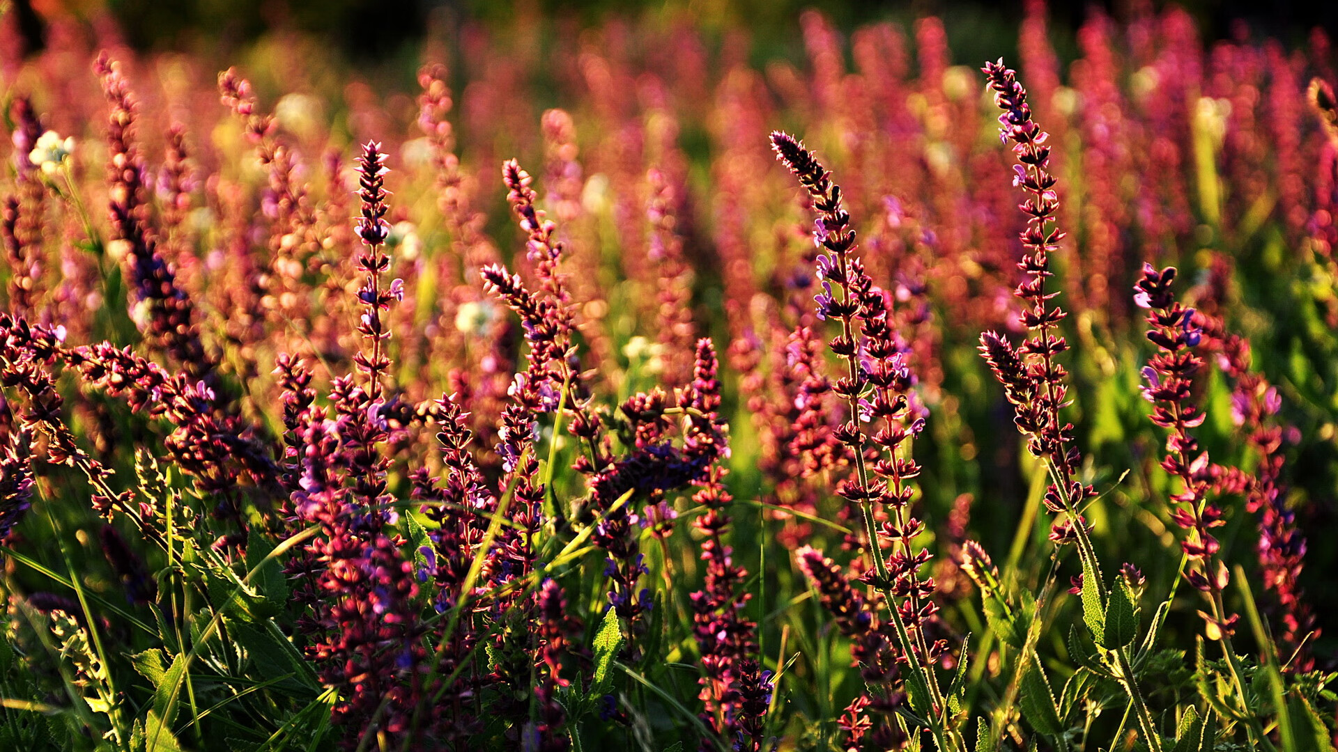 传奇球星的“人生第二春”,从退役到影响力巨大的故事,十大传奇球员