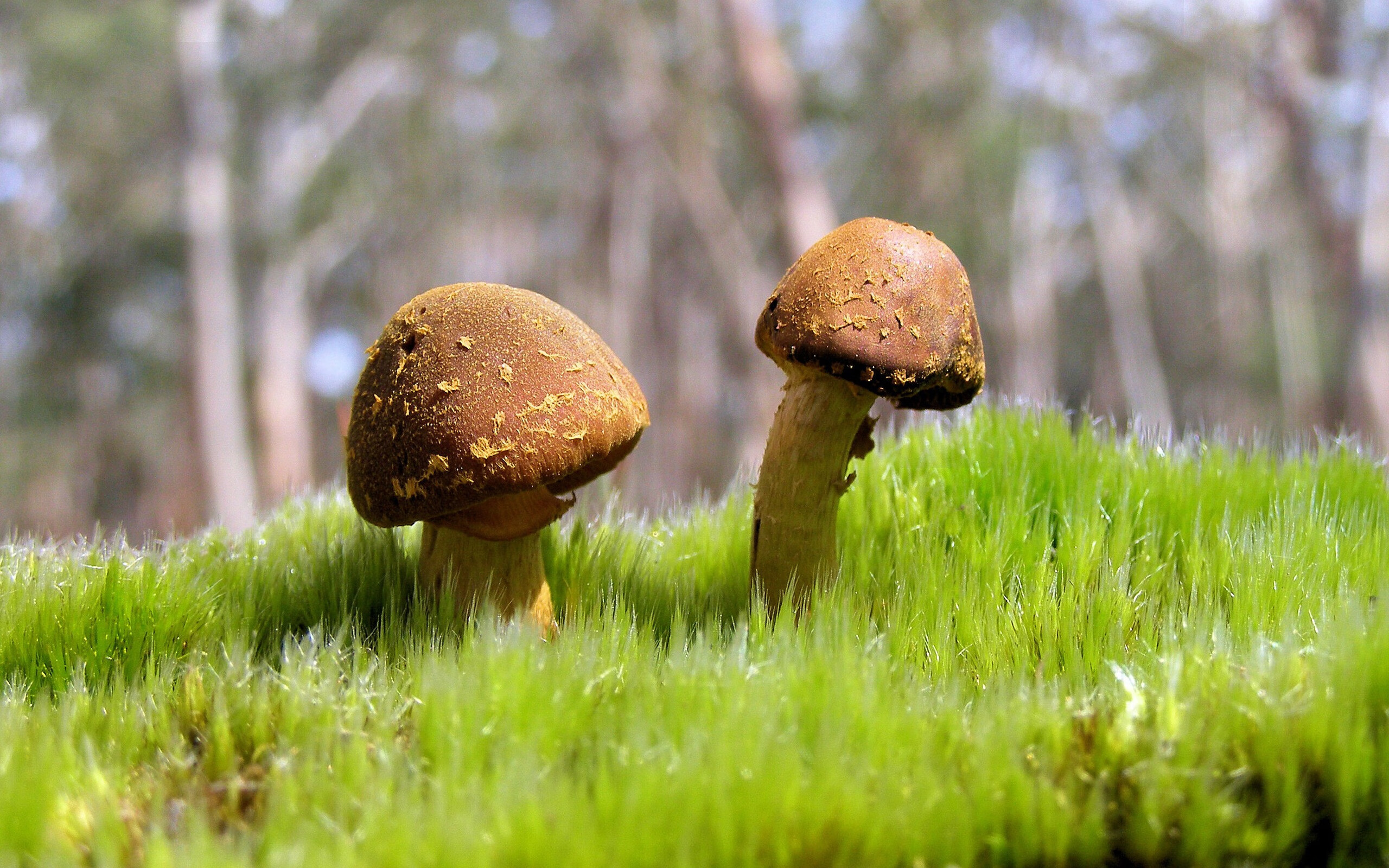 史上最年轻“欧洲金靴”问鼎欧冠巅峰,最年轻的欧洲金球奖