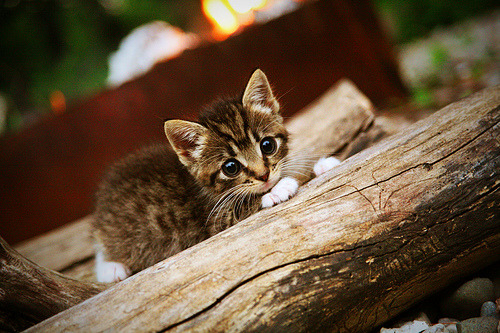 塞内加尔球迷入选“最具激情支持团体”榜首,塞内加尔球员阵容