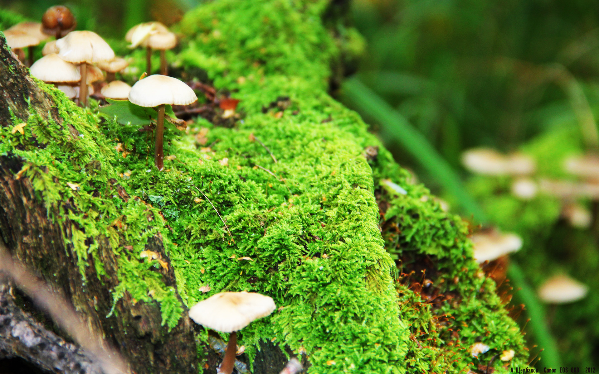 库里：三分球的“革命者”，引领NBA战术变革！，库里最经典的三分球