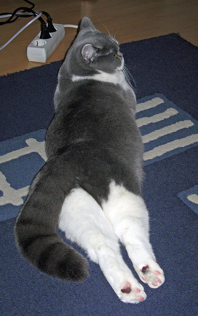 熊猫TV-球星“日常” ：赛后采访和生活点滴，球员采访常见问题及回答