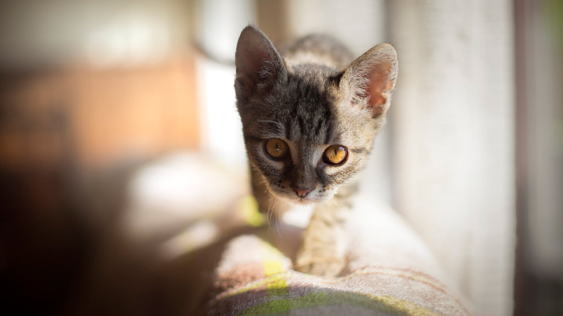 科比:用脚踏实地的努力塑造无限可能!,科比的才能