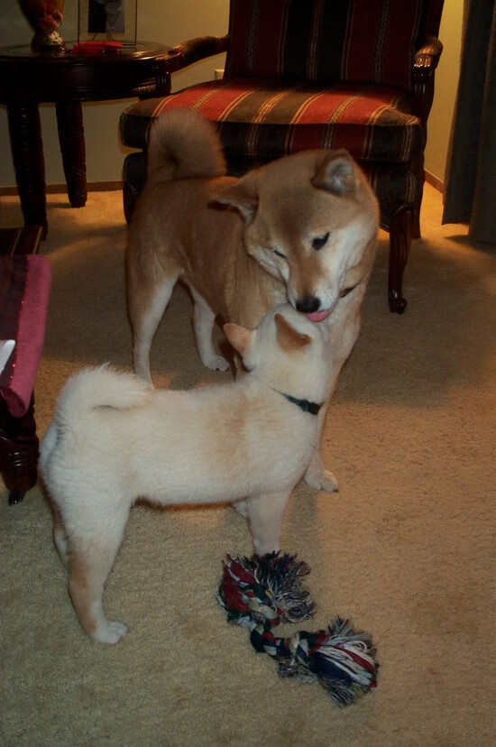 熊猫体育在线登录-社会媒体热议：台球精彩瞬间集锦，台球片段