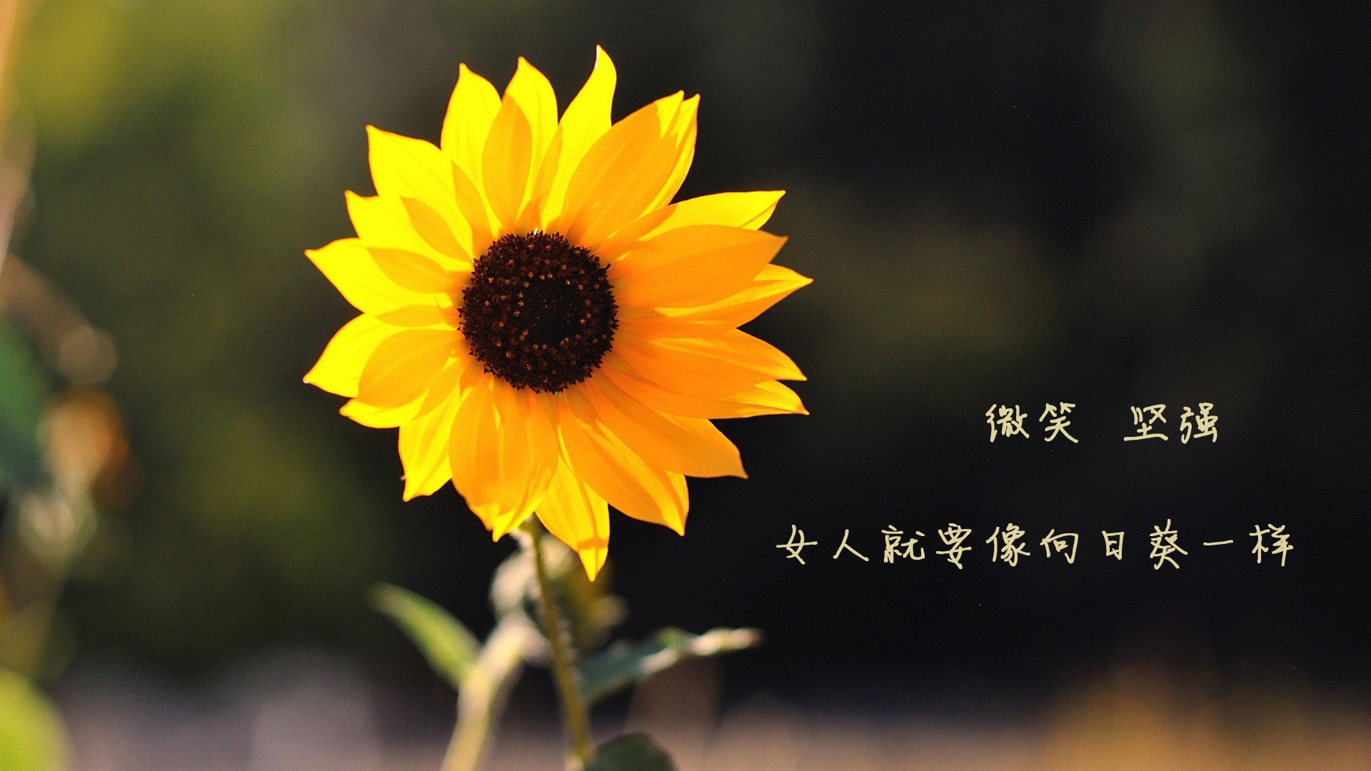 美国男足在巴黎奥运会比赛中以2-0战胜新西兰，美国男足vs巴西