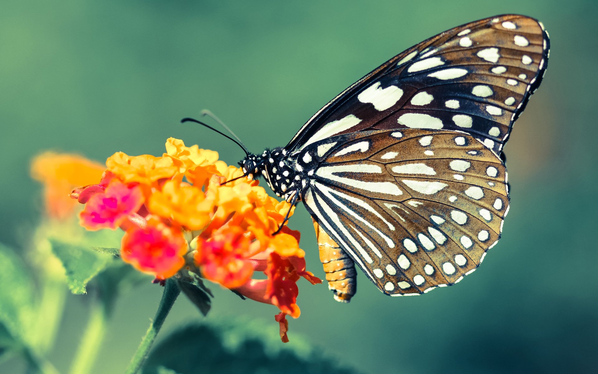 熊猫体育在线官网-英超“金童”崭露头角，引领年轻球员崛起潮流，英超金靴奖最年轻球员