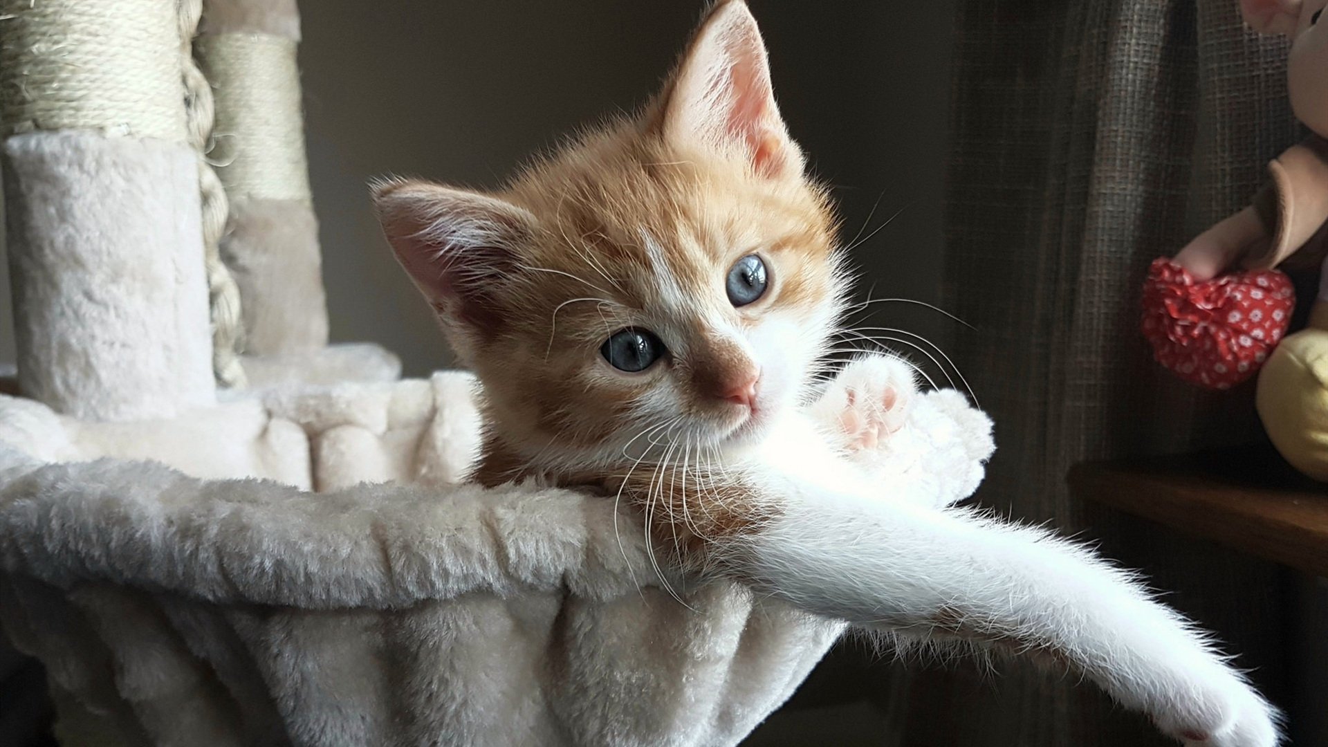 青少年“梦想起航”篮球文化体验营在福州全面铺开,福州青少年篮球联赛