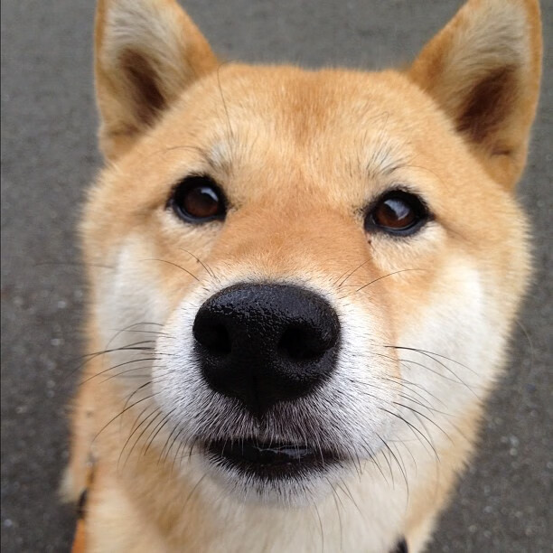 拜仁慕尼黑主场3-0战胜勒沃库森,进攻火力全开,拜仁慕尼黑对勒沃库森比分