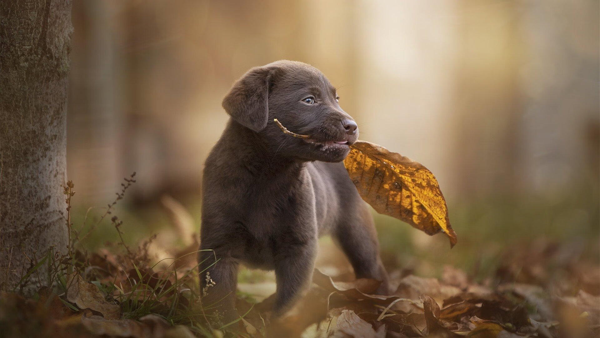 张伟丽拼尽全力艰难取胜格斗冠军赛,张伟丽一场比赛格斗能挣多少钱