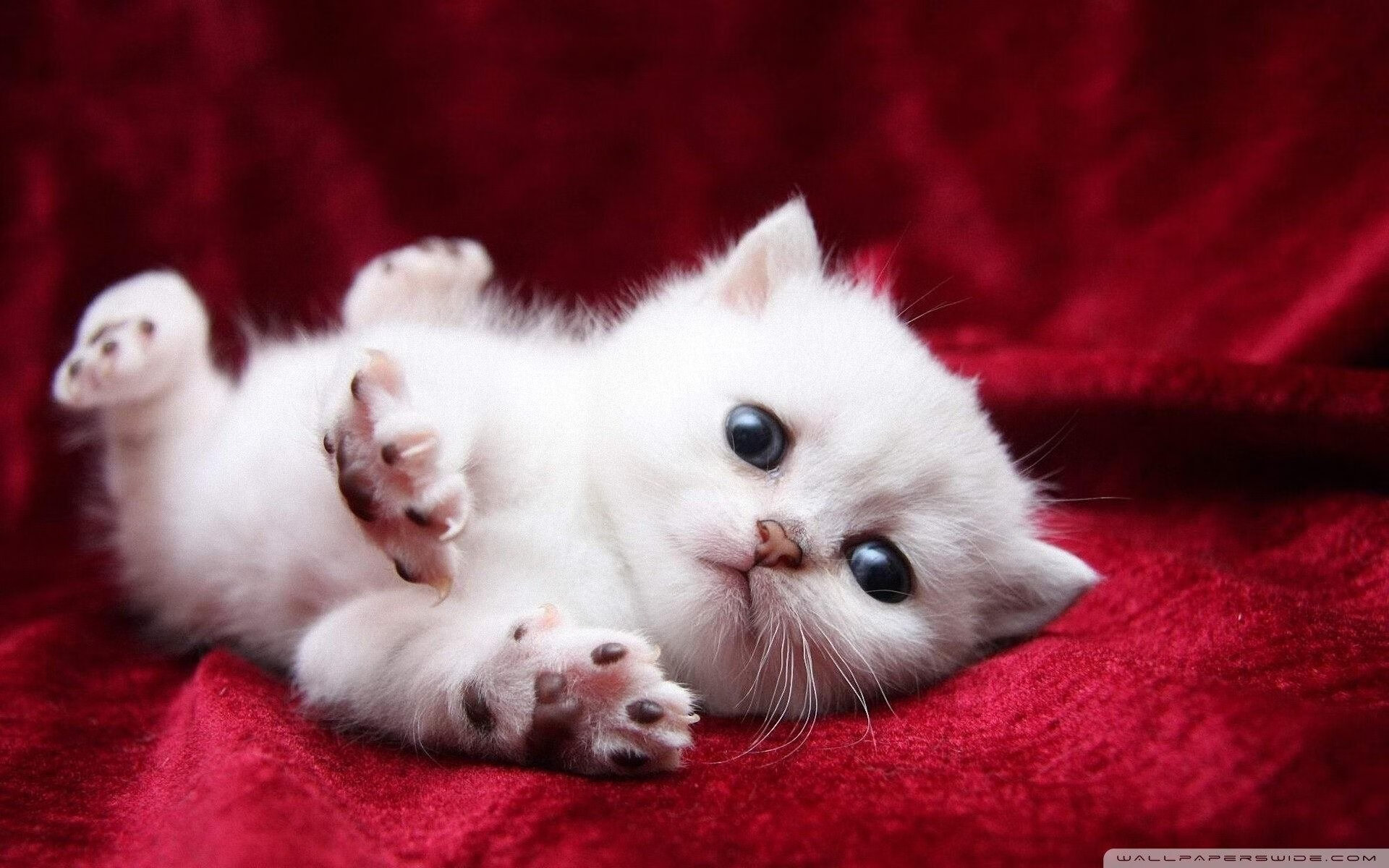 美国队接力发挥稳定赢得国际赞誉,美国队接力发挥稳定赢得国际赞誉的是谁